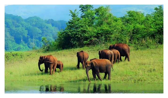 Thekkady Wildlife